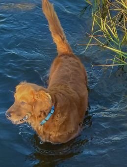 Ella Swimming